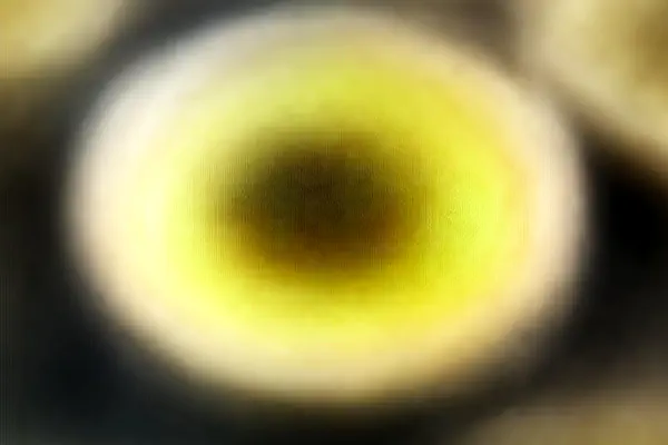 Endive Ham Mini Quiches